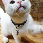 Huskat Jasper