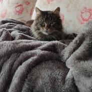 Maine Coon Darwin
