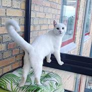 Huskat Jasper