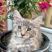 Maine Coon DK NordicArt Sakura Haruno