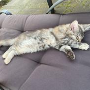 Maine Coon DK NordicArt Sakura Haruno