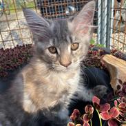 Maine Coon DK NordicArt Sakura Haruno
