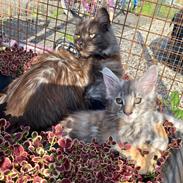 Maine Coon DK NordicArt Sakura Haruno