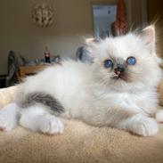 Ragdoll LaLunaMoonlights Holly