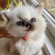 Ragdoll LaLunaMoonlights Holly