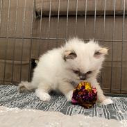 Ragdoll LaLunaMoonlights Holly - SOLGT
