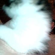 Huskat Snebold