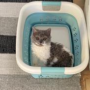 Selkirk Rex  Pumpkin