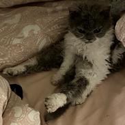 Selkirk Rex  Pumpkin