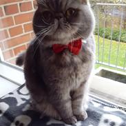 Exotic Frankenstein (DK Hyggebo's Look at me) R.I.P.