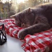 Exotic Frankenstein (DK Hyggebo's Look at me) R.I.P.