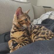 Bengal Nelly