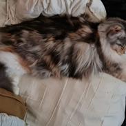 Maine Coon gry