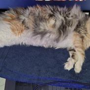 Maine Coon gry