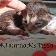 Norsk Skovkat Dk Himmark's Tessa født 15-05-2021 
