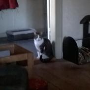 Huskat piccoline