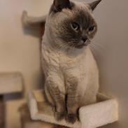 British Shorthair Empires Maggeduddi (Duddi)