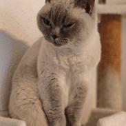 British Shorthair Empires Maggeduddi (Duddi)