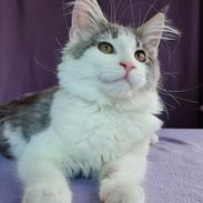 Maine Coon Blackangel's Jessica
