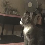 Huskat Bølle