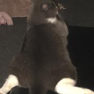 Huskat Bølle