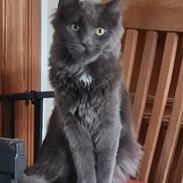 Maine Coon Blackangel's The Best / Plet