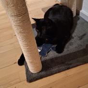 Huskat Panther