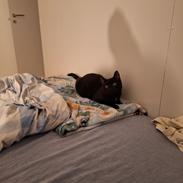 Huskat Panther