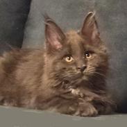 Maine Coon Blackangel's Glitter