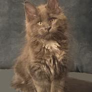 Maine Coon Blackangel's Glitter