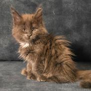 Maine Coon Blackangel's Glitter