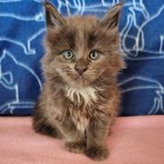 Maine Coon Blackangel's Glitter