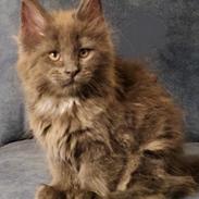Maine Coon Blackangel's Glitter