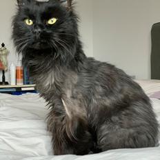 Maine Coon Magnus