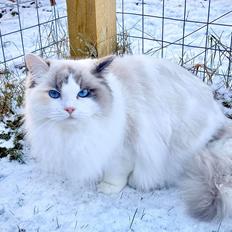 Ragdoll S*Gunbertus Flora