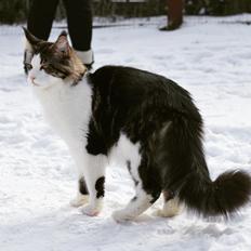 Maine Coon SE* Fortunas Fashion Amaretto