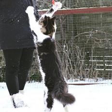 Maine Coon SE* Fortunas Fashion Amaretto