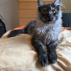 Maine Coon SE* Eyesomes Enchantress 