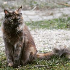 Maine Coon Kaya