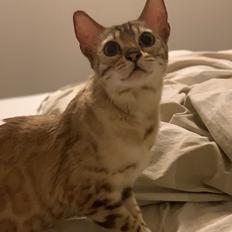 Bengal Fairysavage Ice Girl