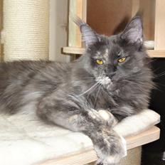 Maine Coon Cybercats Renata