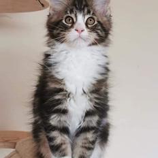 Maine Coon Dk Na'zyia's Zabaione