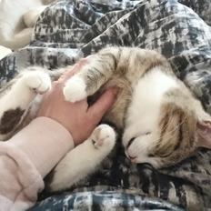 Blanding af racer Mini prut 