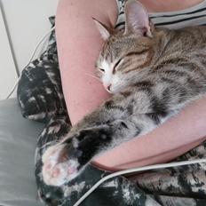 Blanding af racer Mini prut 