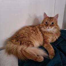 Blanding af racer Charlie