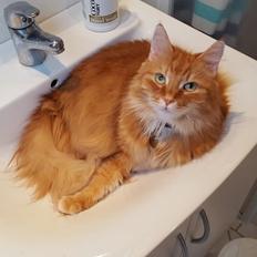 Blanding af racer Charlie