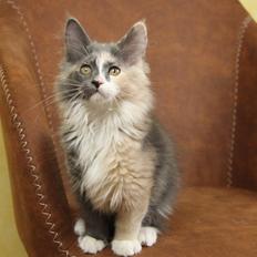 Kurilean Bobtail DK JeaTri's Queen