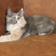 Kurilean Bobtail DK JeaTri's Queen