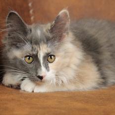 Kurilean Bobtail DK JeaTri's Queen