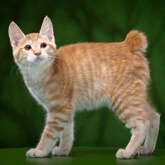 Kurilean Bobtail Benjamin Supreme Bobs Team RU